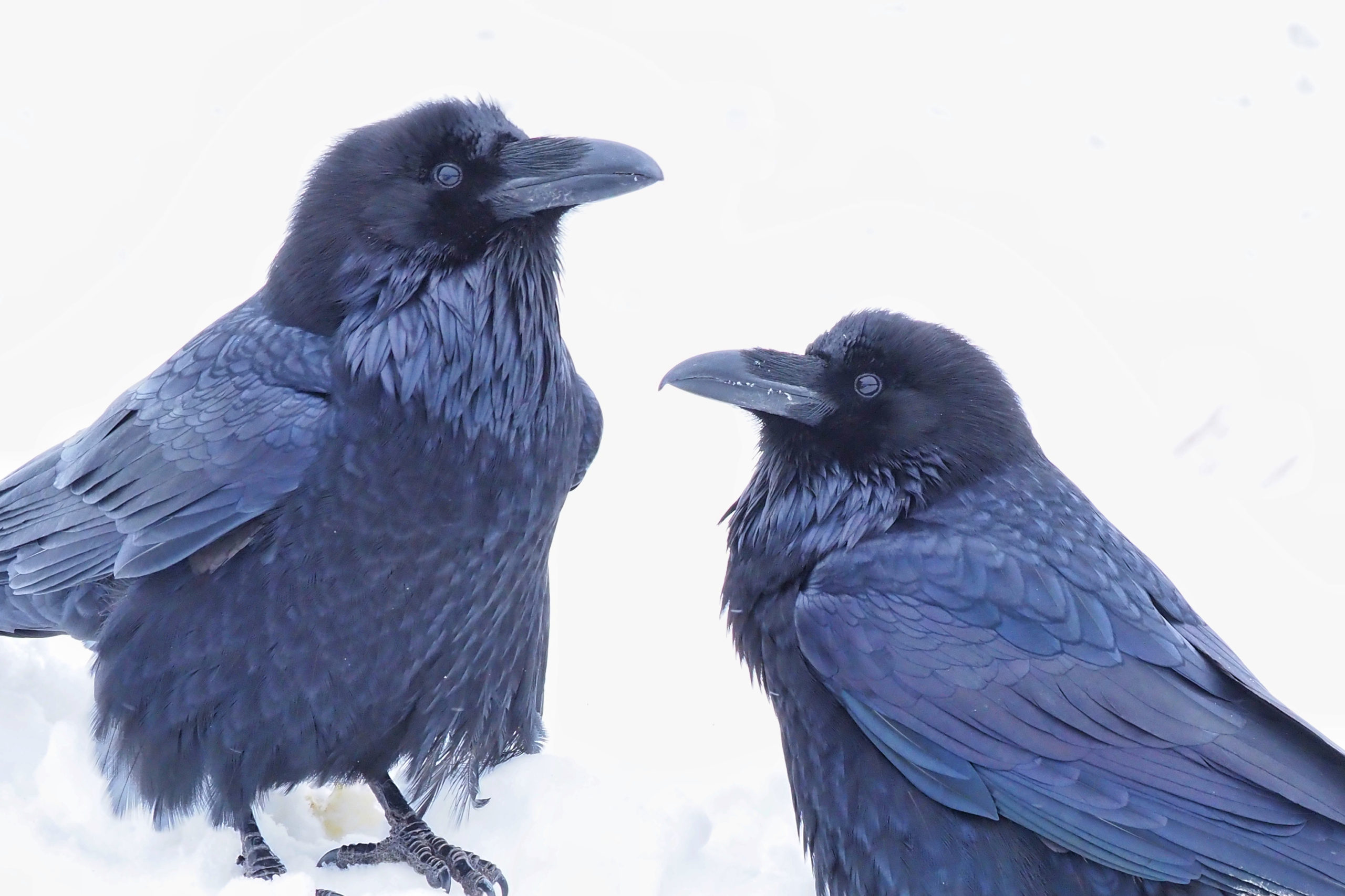 ravens animal language