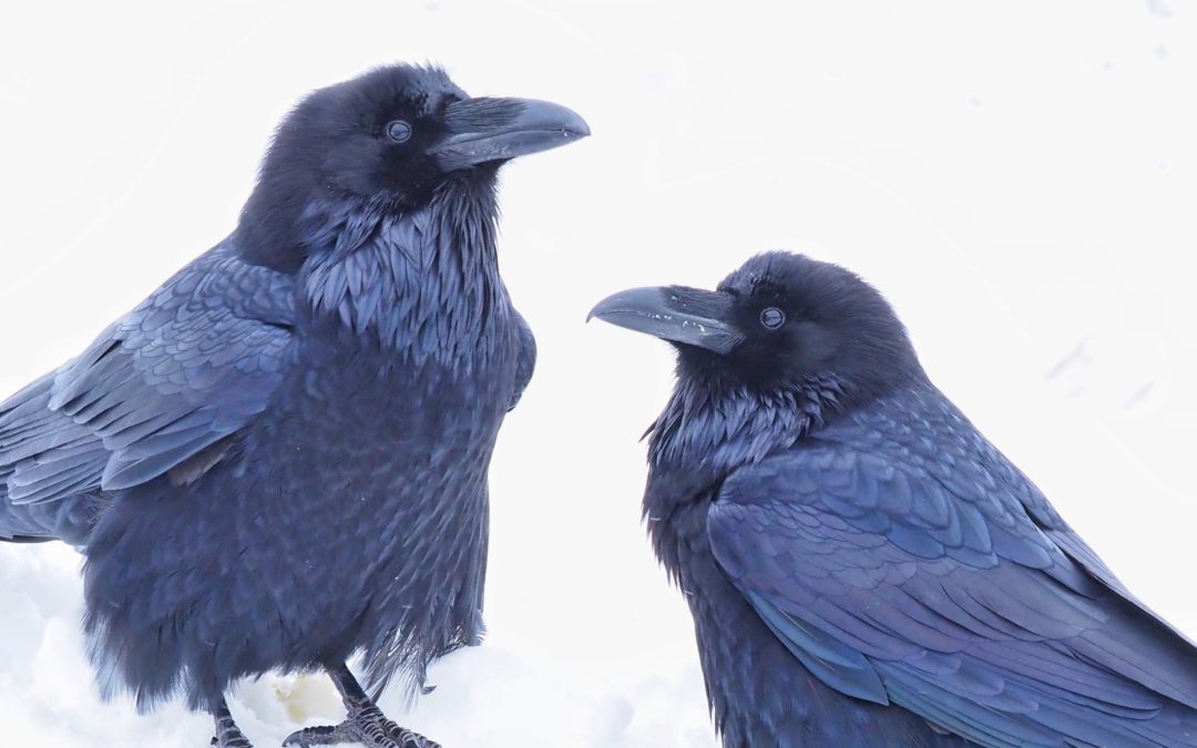raven language two ravens