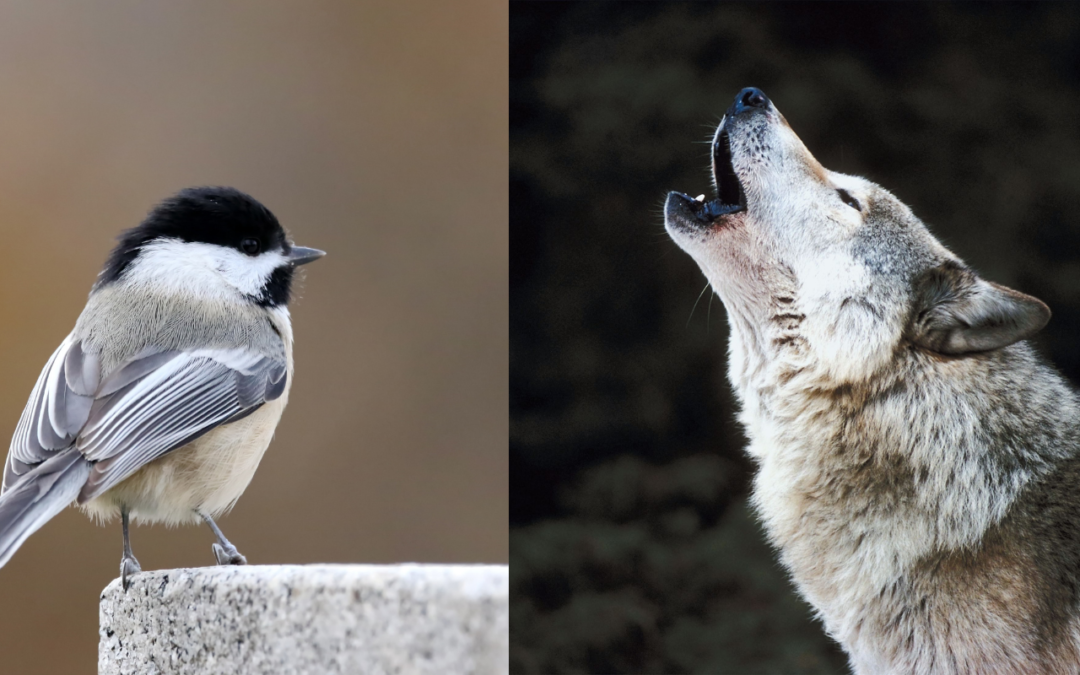 decoding animal language chickadee and wolf