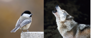 decoding animal language chickadee and wolf