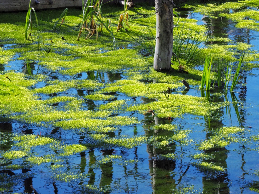 A better way to visit Yellowstone green stream