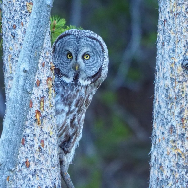 A better way to visit Yellowstone great gray owl