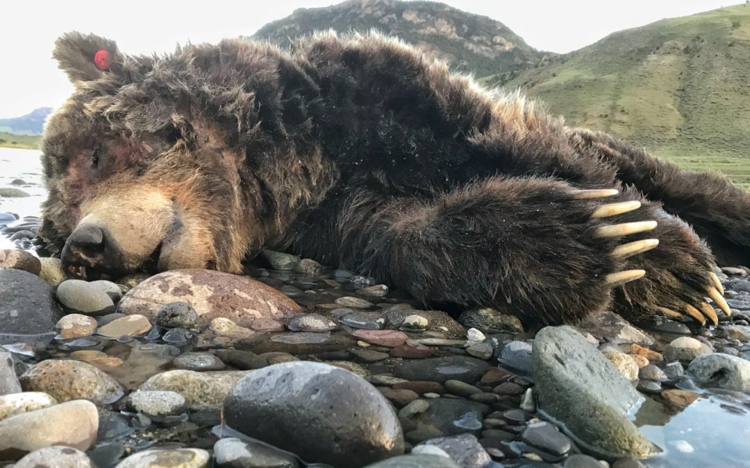 death of a grizzly bear