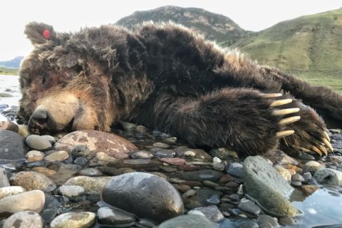 grizzly yellowstone bumann