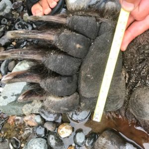 death of a grizzly bear paw measurement