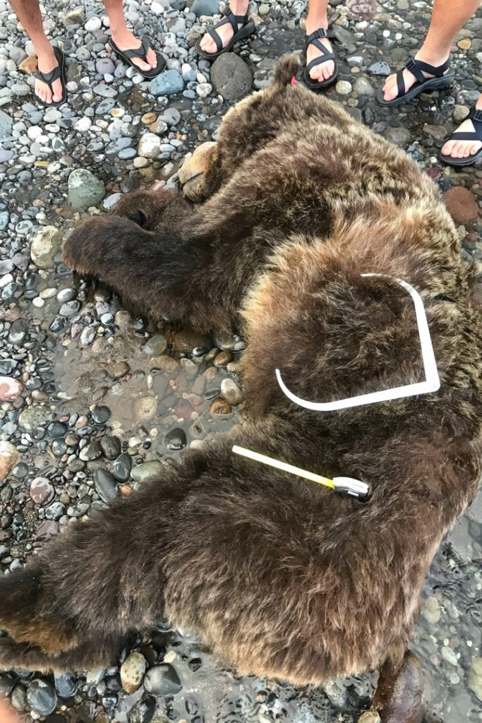 death of a grizzly bear taking measurments