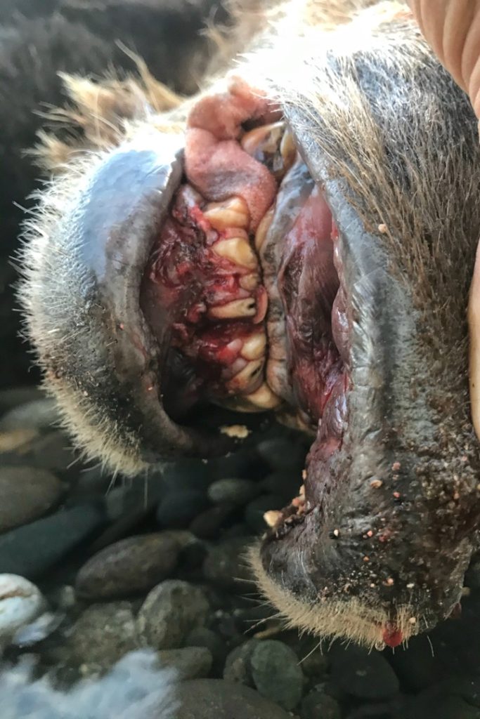 death of a grizzly bear worn teeth
