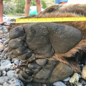 death of a grizzly bear foot pads