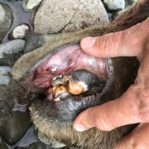 death of a grizzly bear worn teeth 2