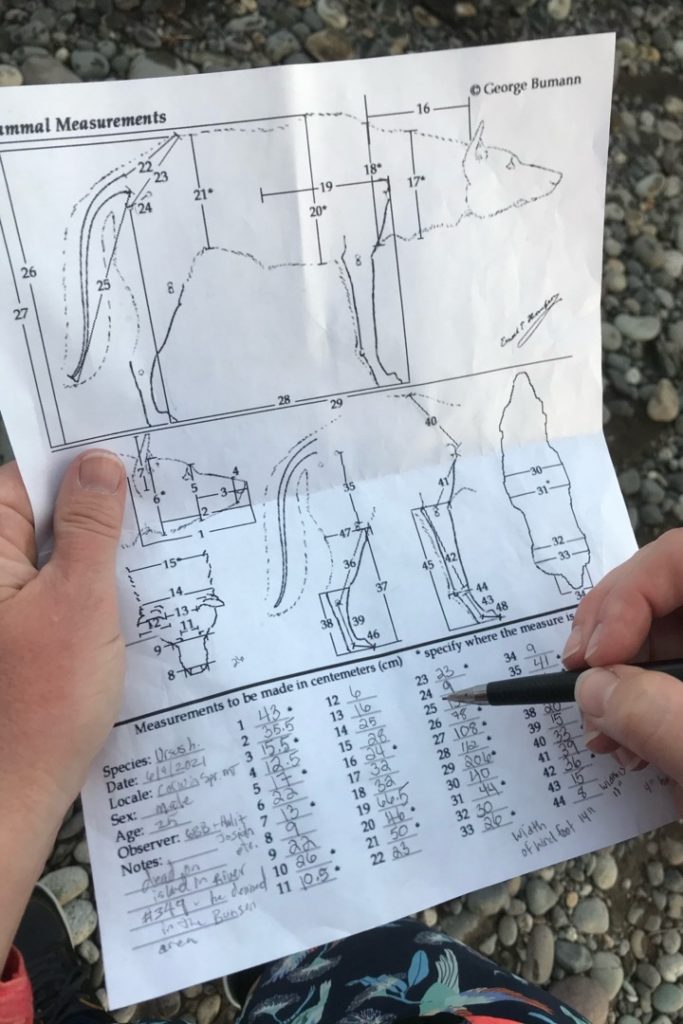 death of a grizzly bear measurement sheet