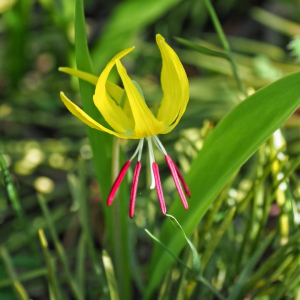 A better way to visit Yellowstone glacier lily