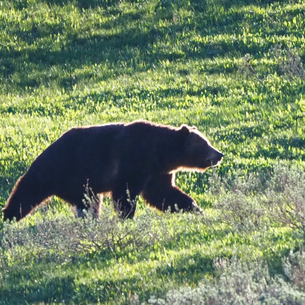 A better way to visit Yellowstone grizzly bear