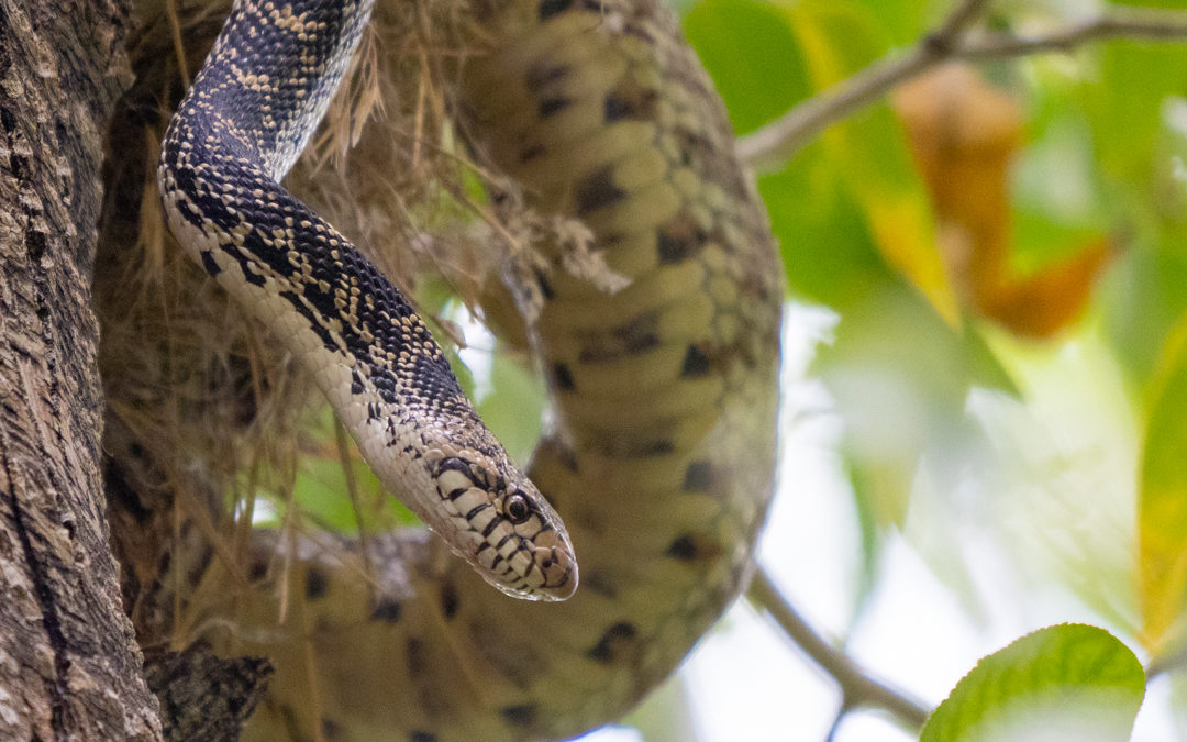 Bull Snake Raids Robin Nest