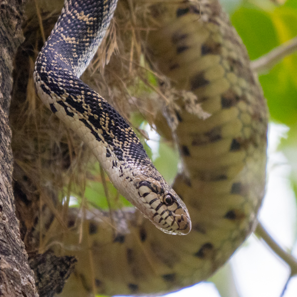 bull snake in cottonwood tree