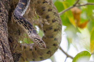 bull snake in a robin nest