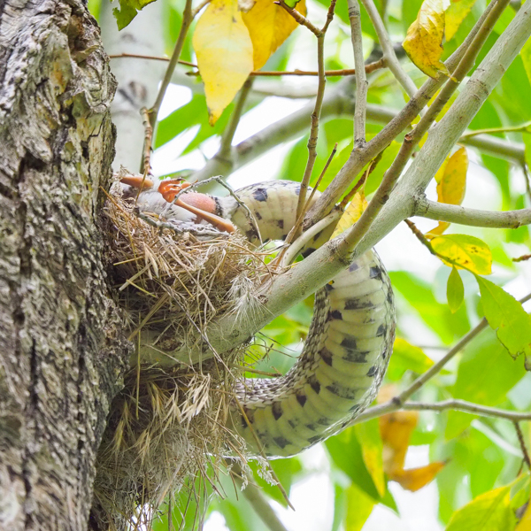 bull snake eating a robin fledgling