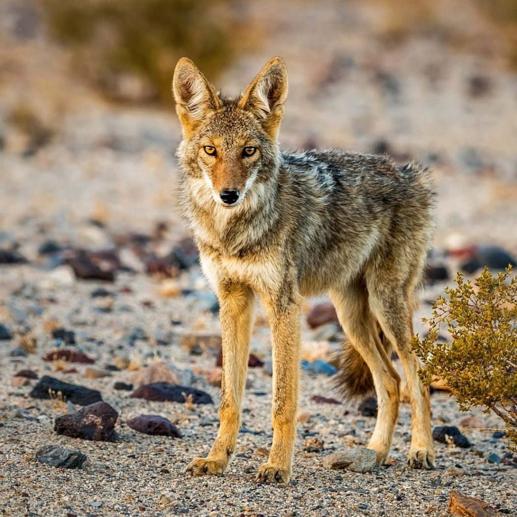 coyote Joshua Tree 