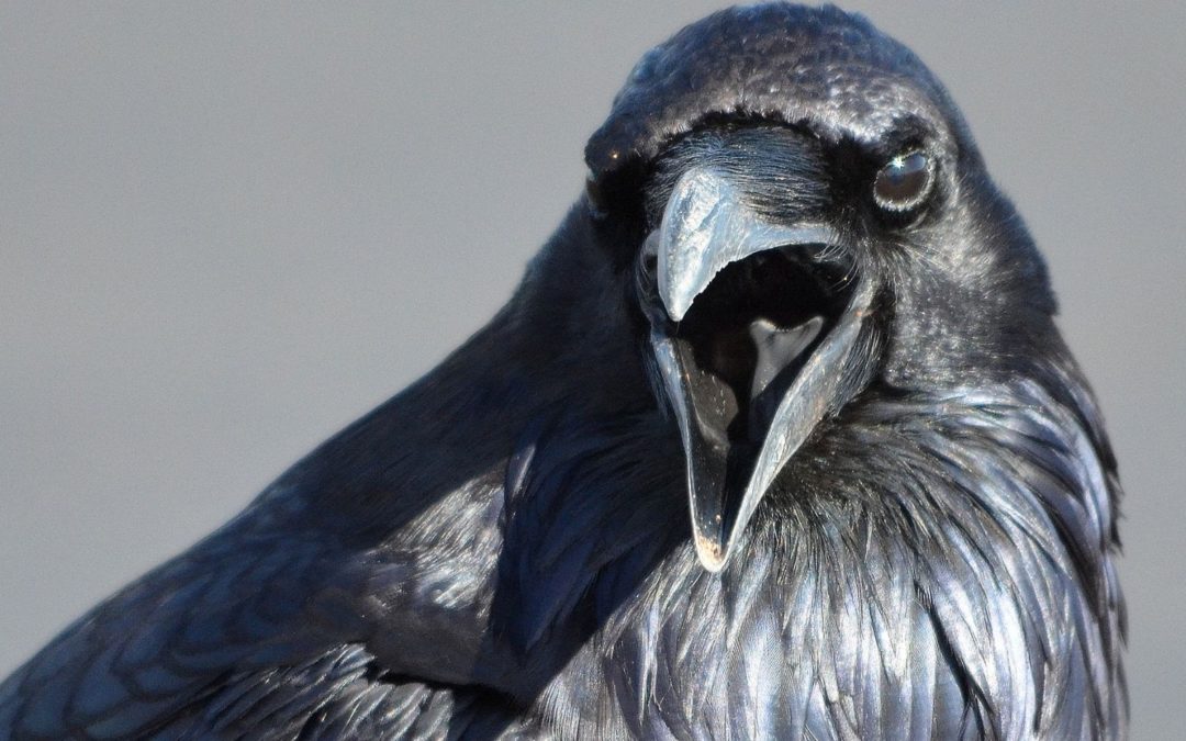 animal language blog posts roundup raven calling