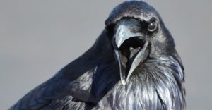 animal language blog posts roundup raven calling