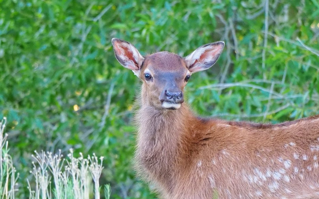 Yellowstone spring babies elk calf