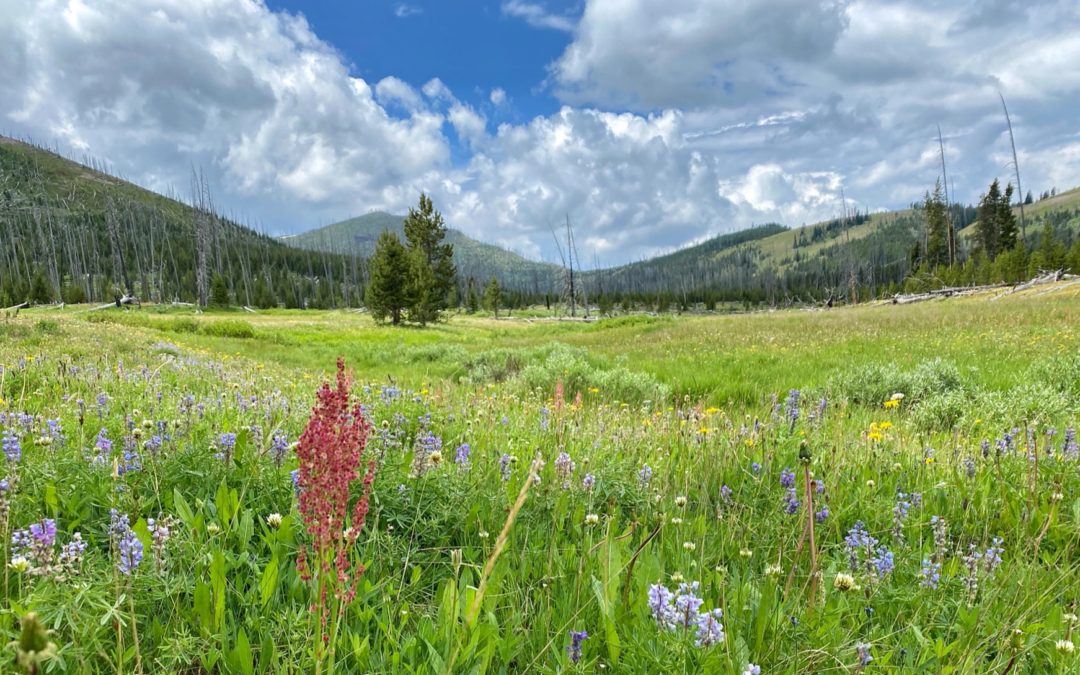 Backpacking Pelican Valley to Lamar Valley