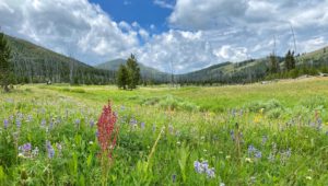 backpacking pelican valley to Lamar Valley mist creek meadows