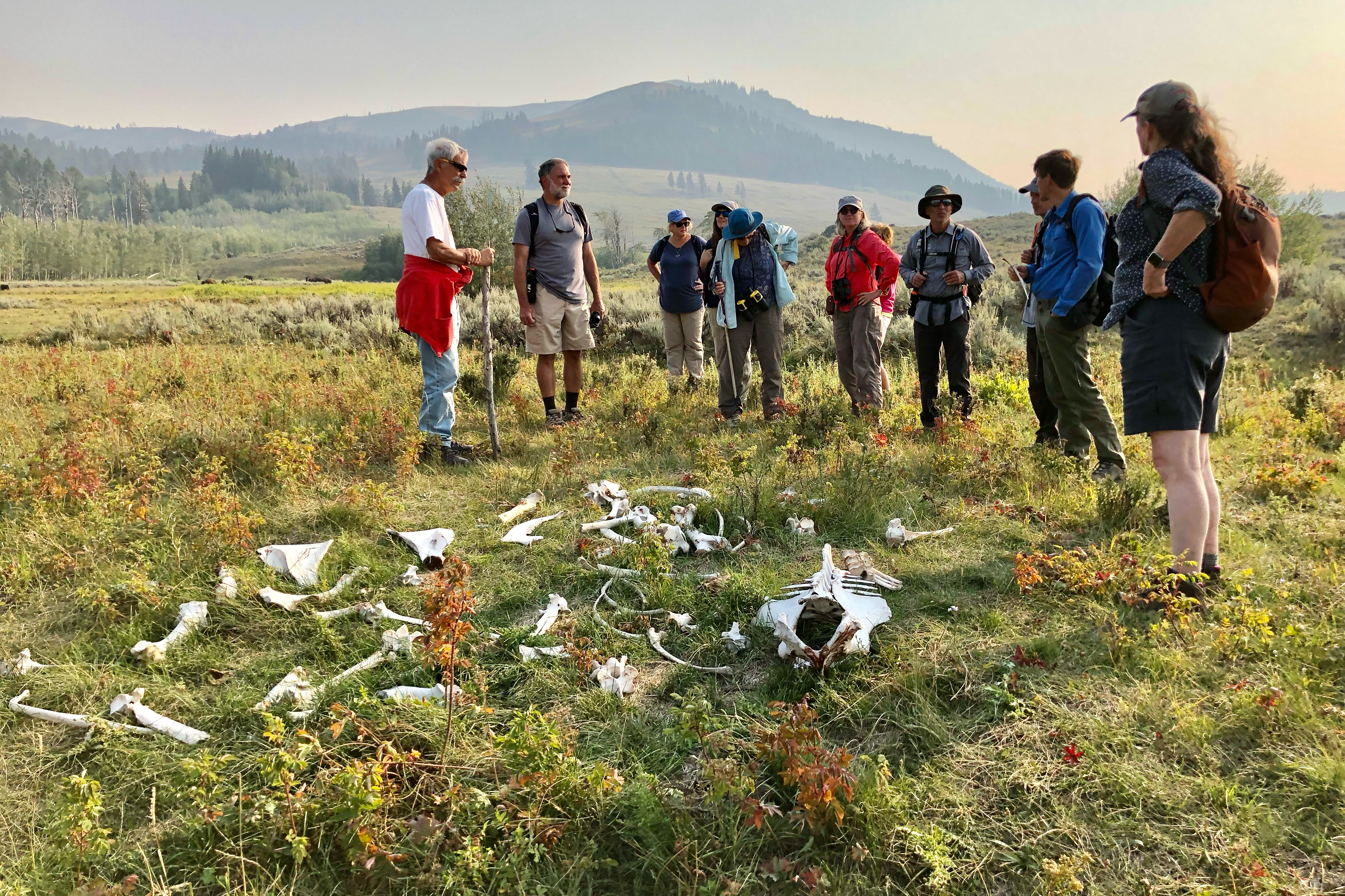 Learning About Animal Intelligence in Yellowstone