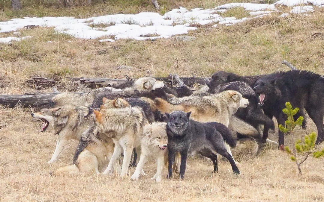 Watching the Wapiti Lake Wolf Pack