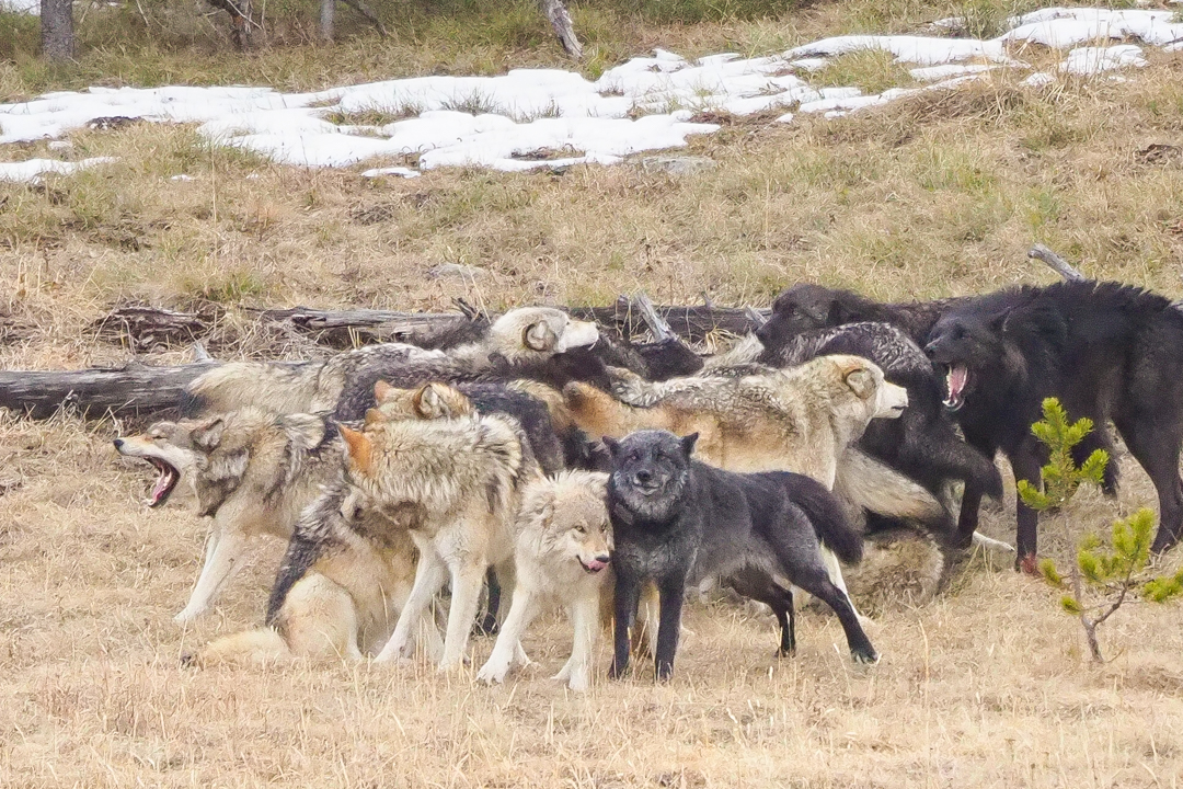 Watching the Wapiti Lake Wolf Pack A Yellowstone Life