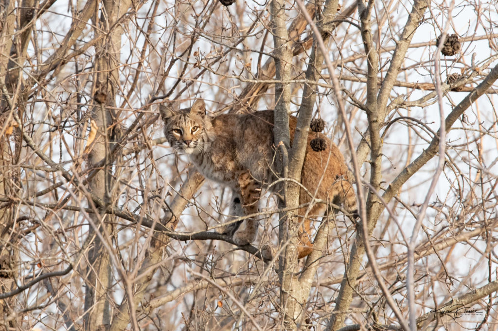 bobcat in tree Karen Davis image