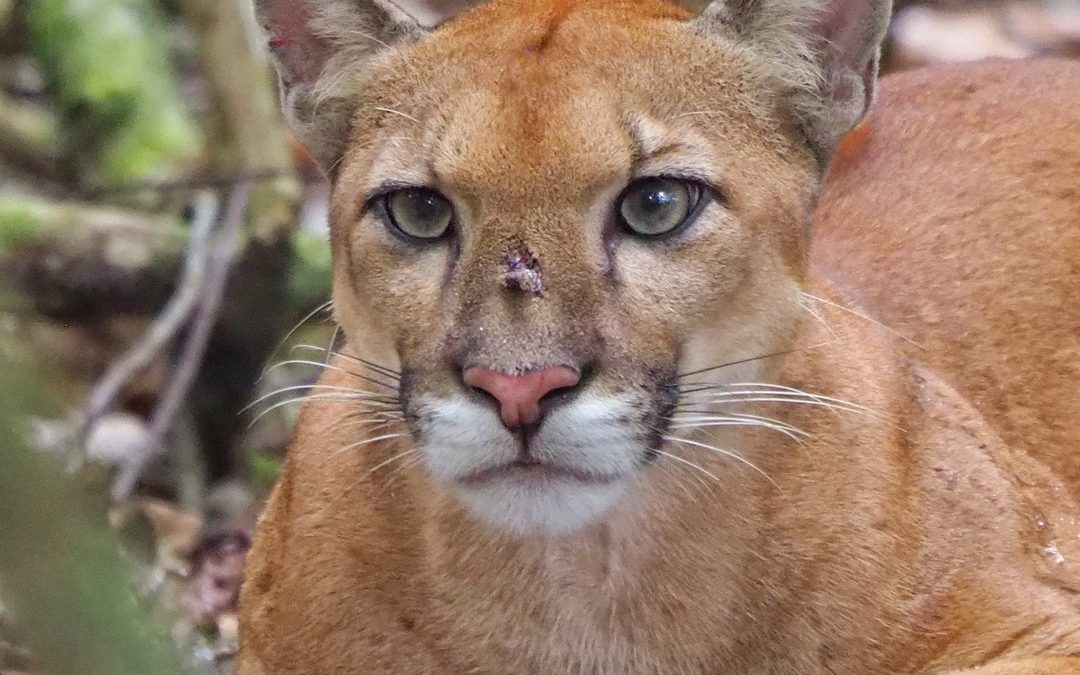 puma in Corcovado National Park