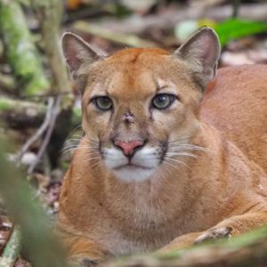 puma in Corcovado National Park
