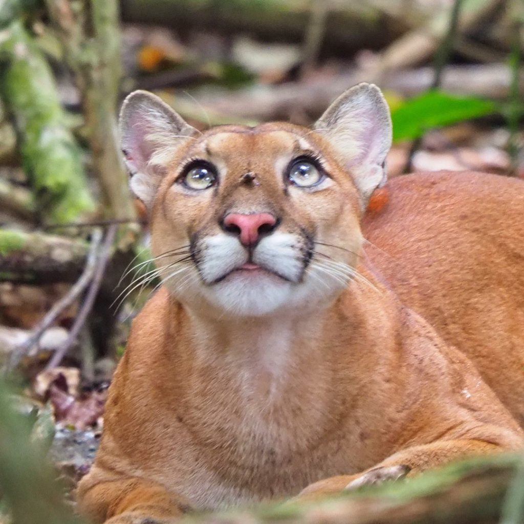 puma Costa Rica common animal language