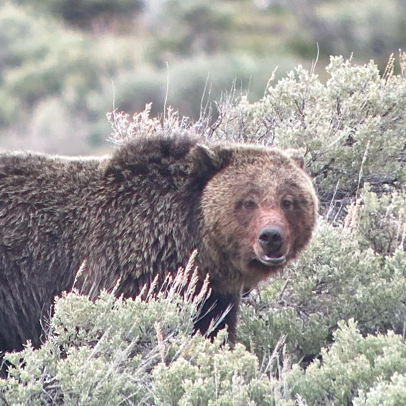 grizzly bear with a bloody snout Serendipity and Lingering in Yellowstone
