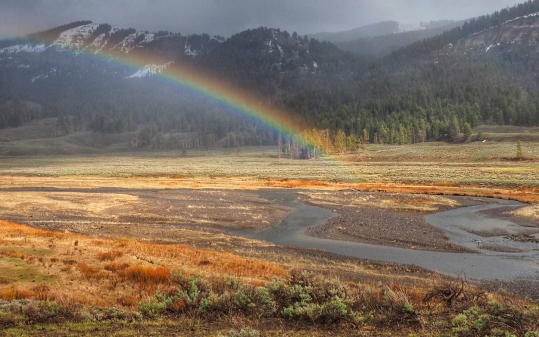 Rainbow of Soda Butte Creek Serendipity and Lingering in Yellowstone