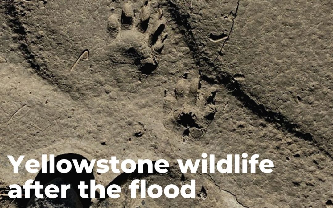 otter tracks in sand What happened to wildlife after the Yellowstone flood?