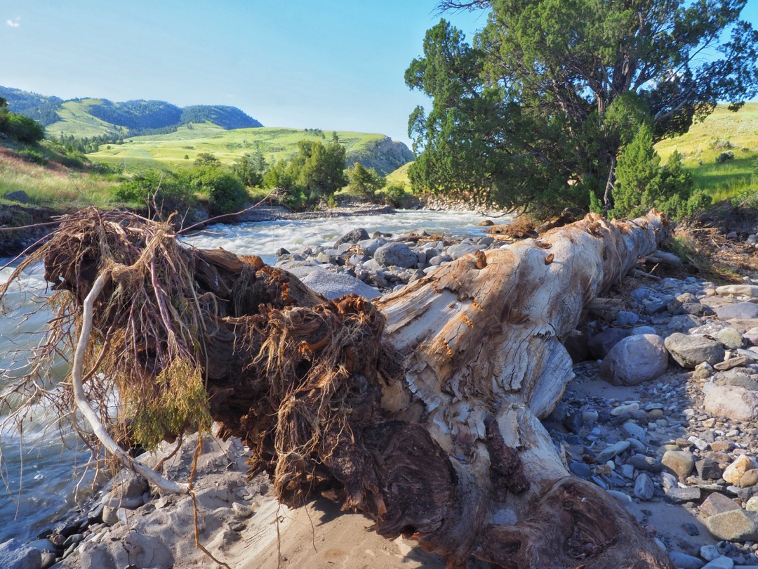 dead tree along the Gardner River after the yellowstone floods