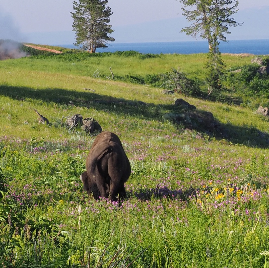 bull bison in meadow Yellowstone Lake