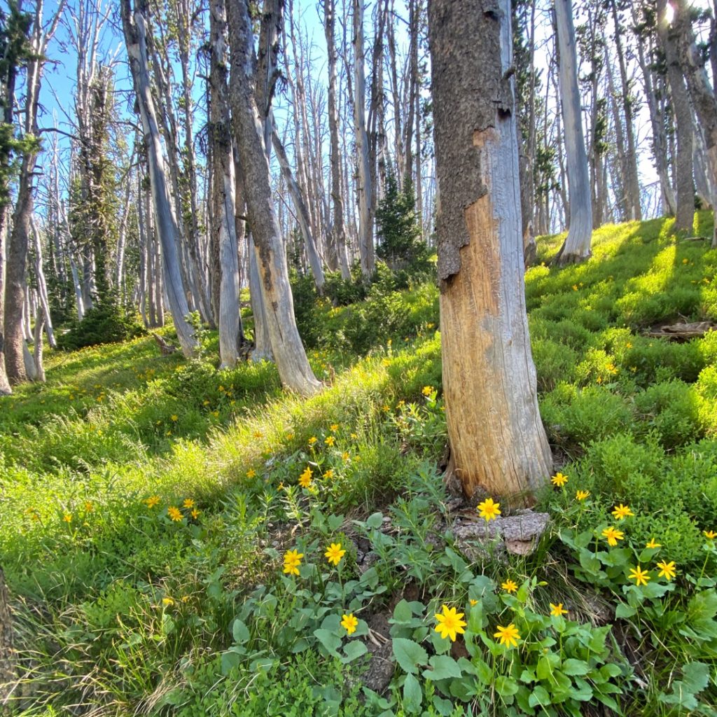 white bark pine trees and helianthela flowers on Avalanche Peak in Yellowstone