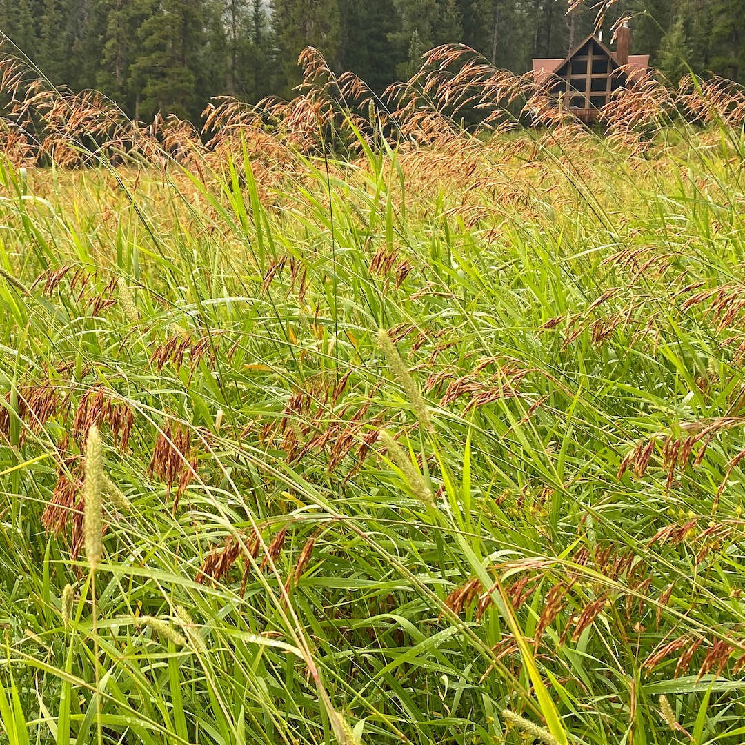 Grasses in Silver Gate Montana After a Thunderstorm