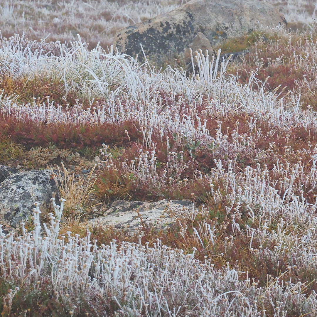 frost in the Beartooths Montana