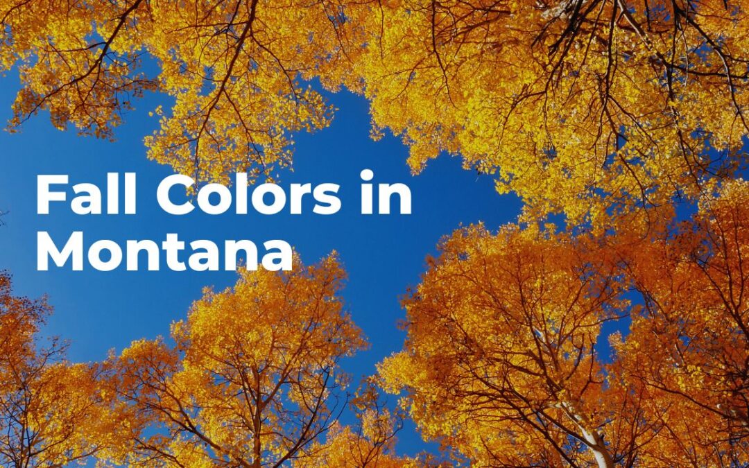 fall colors in montana