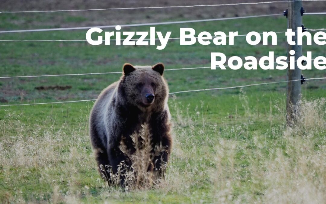 Grizzly Bears In the Neighborhood!