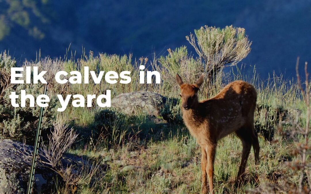 Watching Elk Calves in the Yard