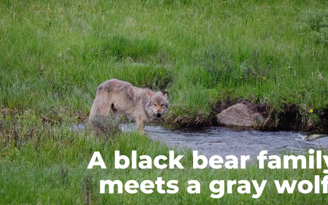 Black bear family meets a gray wolf image of wolf