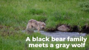 Black bear family meets a gray wolf image of wolf