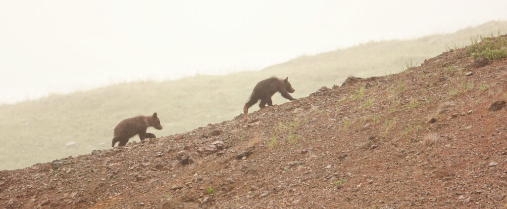 Grizzly bear cubs in the mist Denali National Park