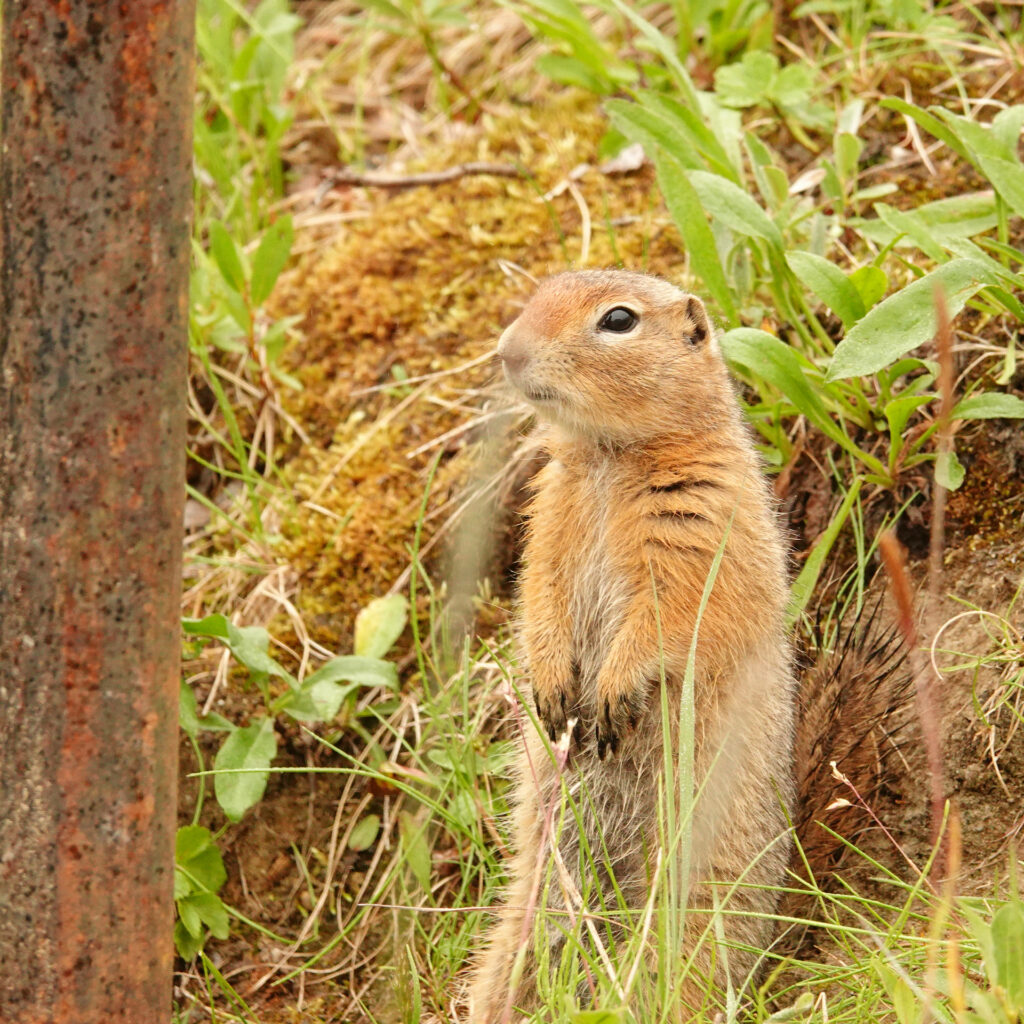 Arctic ground squirrel Denali National Park