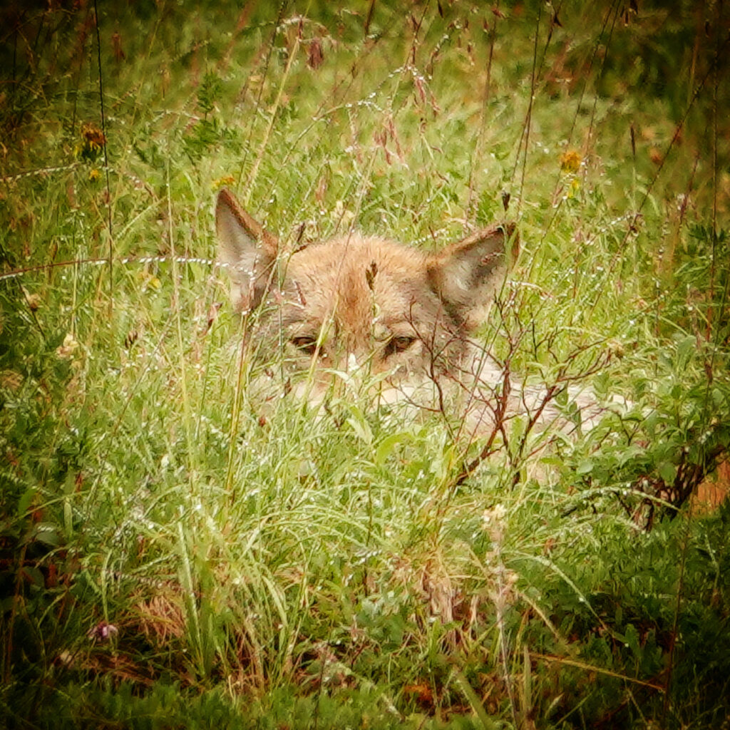 gray wolf in grass Denali National Park