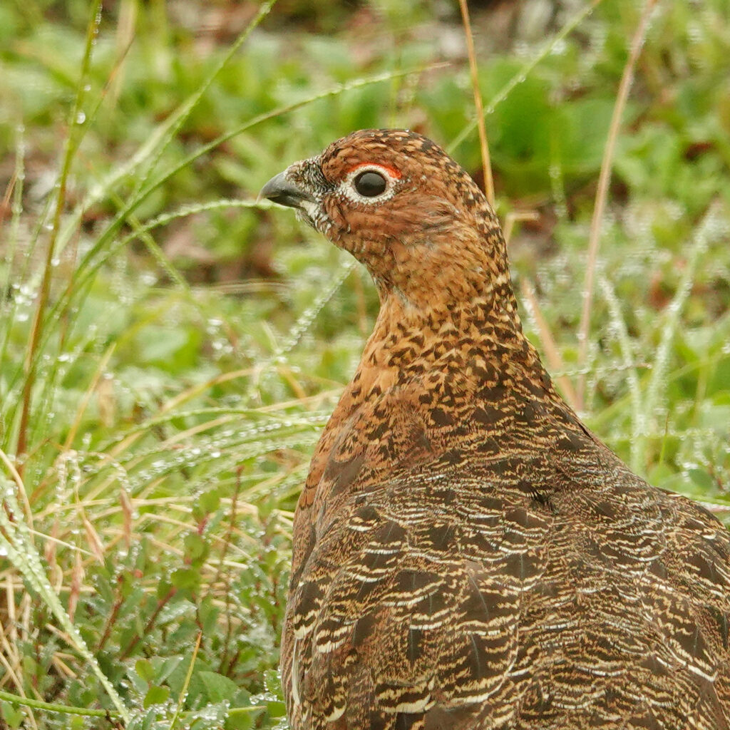 Willow ptarmigan in Denali National Park